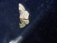 Idaea filicata