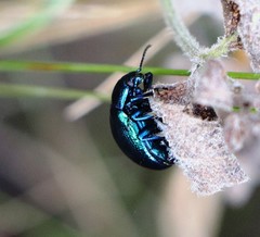 Chrysolina coerulans