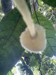 Leucocoprinus birnbaumii image