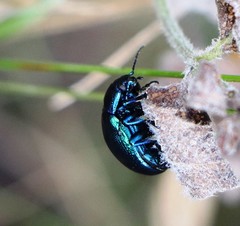 Chrysolina coerulans