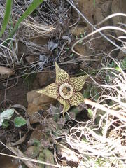 Orbea variegata