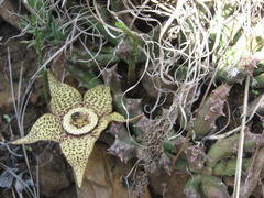 Orbea variegata