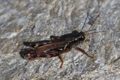 Melanoplus fasciatus