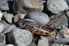 Melanoplus fasciatus