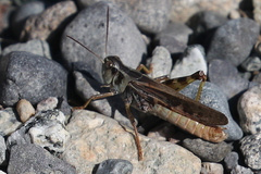 Melanoplus fasciatus