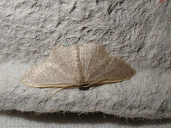 Idaea