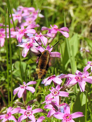 Hemaris aethra