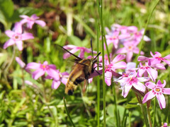 Hemaris aethra