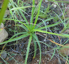 Cyperus usitatus