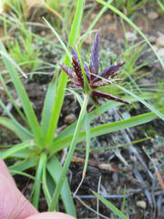 Cyperus usitatus