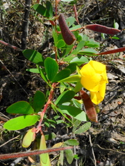 Chamaecrista ramosa
