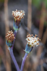 Curio crassulifolius
