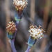 Kleinia crassulifolia - Photo (c) magriet b, algunos derechos reservados (CC BY-SA), uploaded by magriet b
