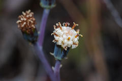 Curio crassulifolius