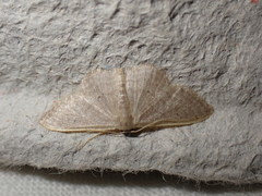 Idaea