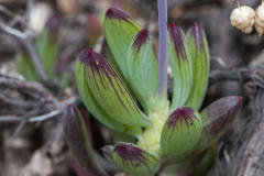 Curio crassulifolius