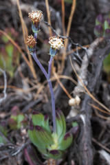 Curio crassulifolius