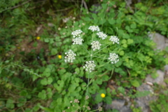 Laserpitium eliasii