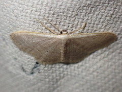 Idaea
