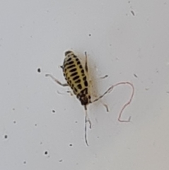 Eucallipterus tiliae