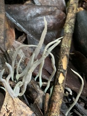 Clavulina floridana