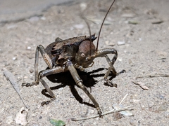Hetrodes pupus
