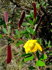 Chamaecrista ramosa