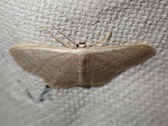 Idaea