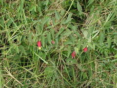 Callianthe megapotamica