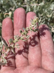 Atriplex barclayana