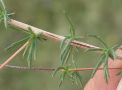 Aspalathus biflora longicarpa