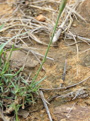 Dianthus micropetalus