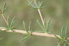 Aspalathus biflora longicarpa