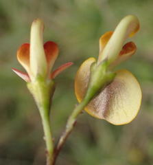 Aspalathus biflora longicarpa