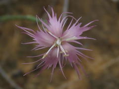 Dianthus micropetalus