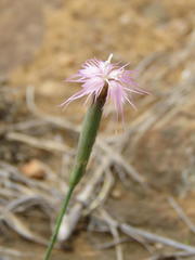 Dianthus micropetalus