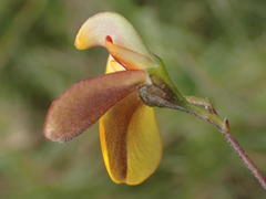 Aspalathus biflora longicarpa