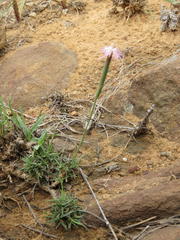 Dianthus micropetalus