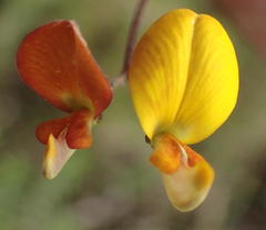 Aspalathus biflora longicarpa