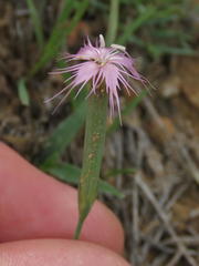 Dianthus micropetalus