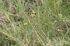 Aspalathus biflora longicarpa