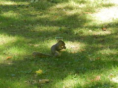 Sciurus niger