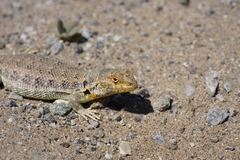 Liolaemus nigromaculatus