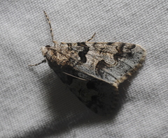 Drasteria sabulosa
