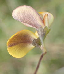 Aspalathus biflora longicarpa