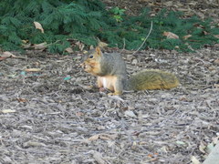 Sciurus niger