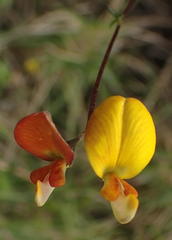Aspalathus biflora longicarpa