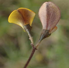 Aspalathus biflora longicarpa