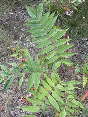 Rhus typhina