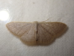 Idaea